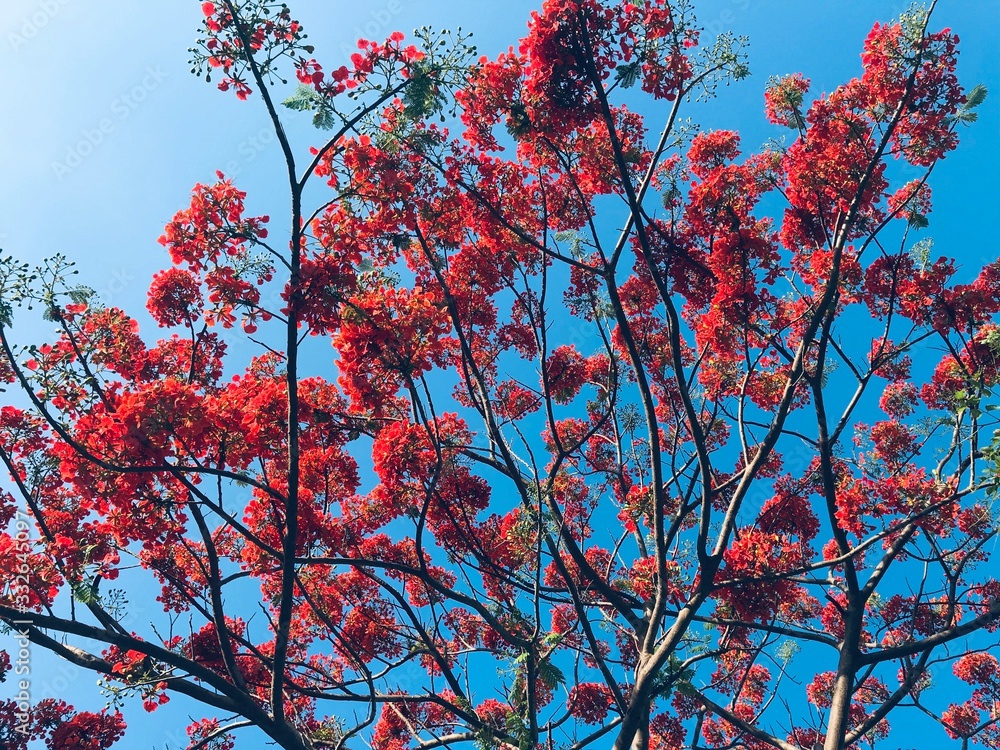 Branches of a tree with red blooming flowers against a clear blue sky background. Branches of a tree with red blooming flowers against a clear blue sky background.