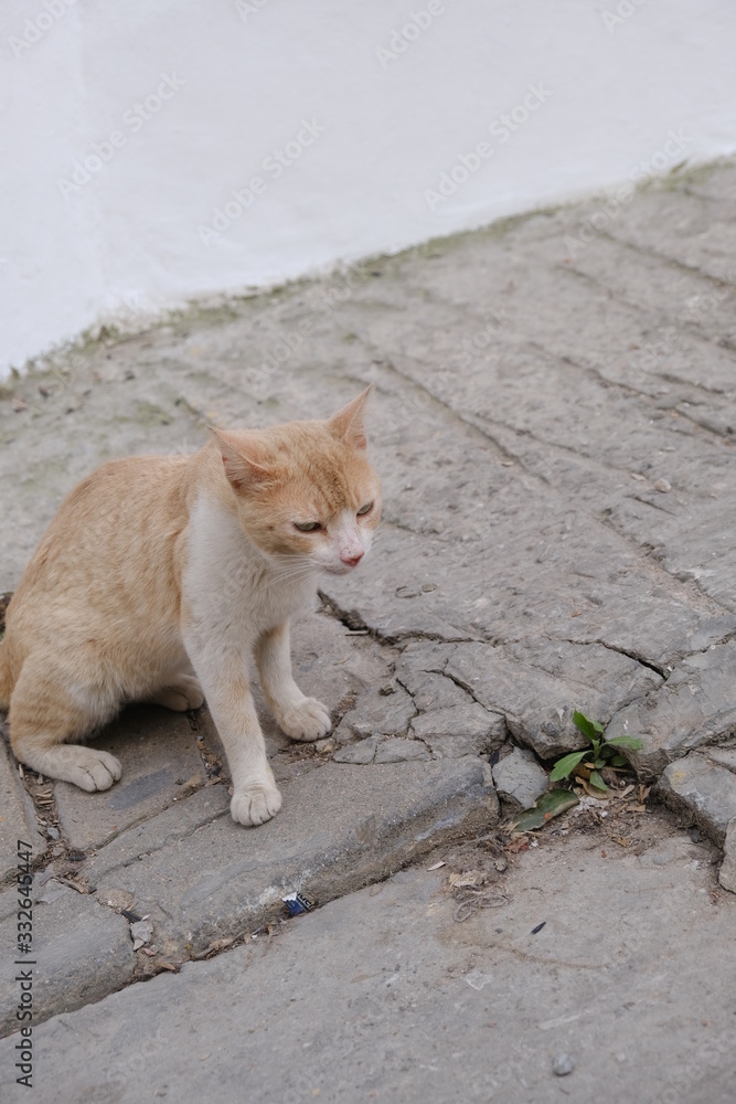 Fototapeta premium 路地の猫