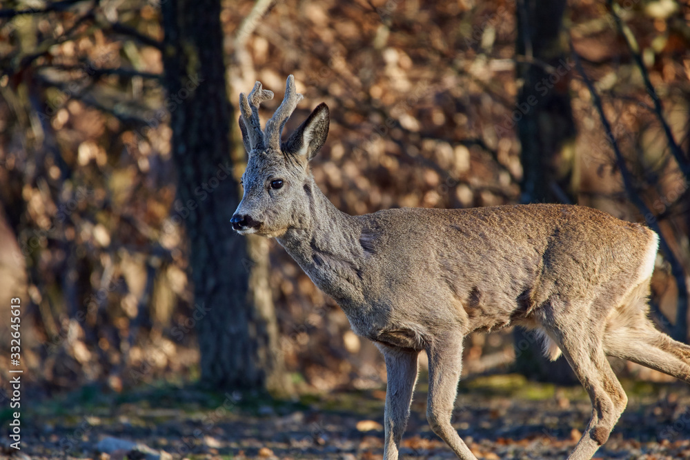 Fototapeta premium Roebuck in the forest