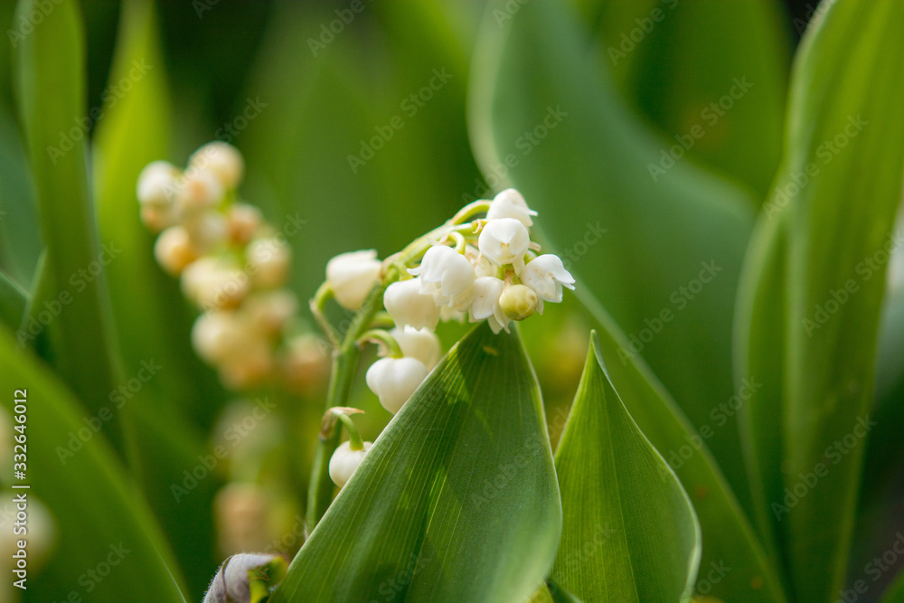 Obraz premium lily of the valley
