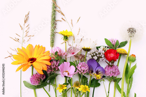 Beautiful wild field flowers isolated on white background