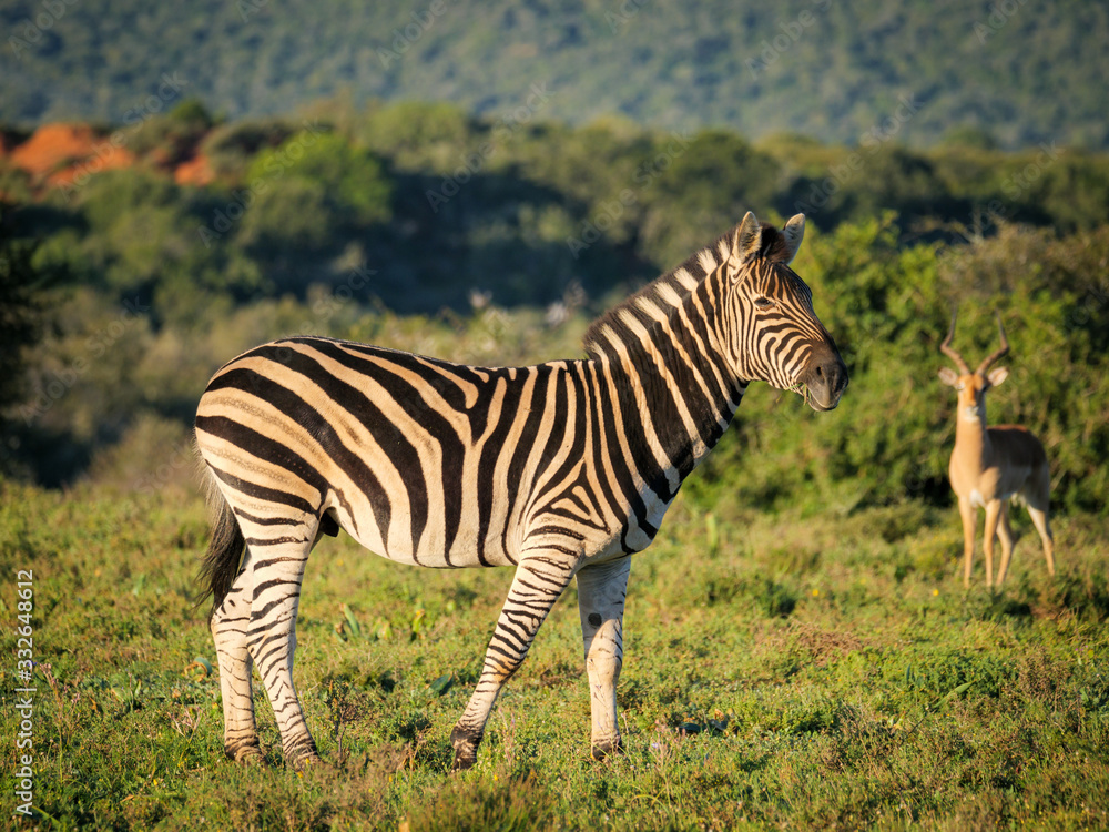 Fototapeta premium GH5R321817