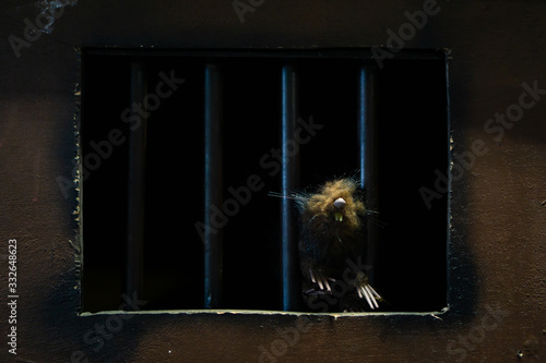Mouse toy behind the bars
