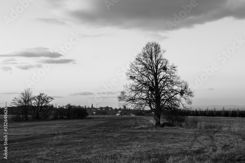 Wallpaper Mural abstract black and white landscape with lonely tree Torontodigital.ca