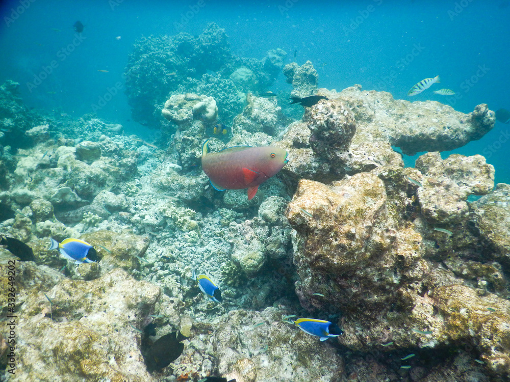 Fototapeta premium sea backgrounds