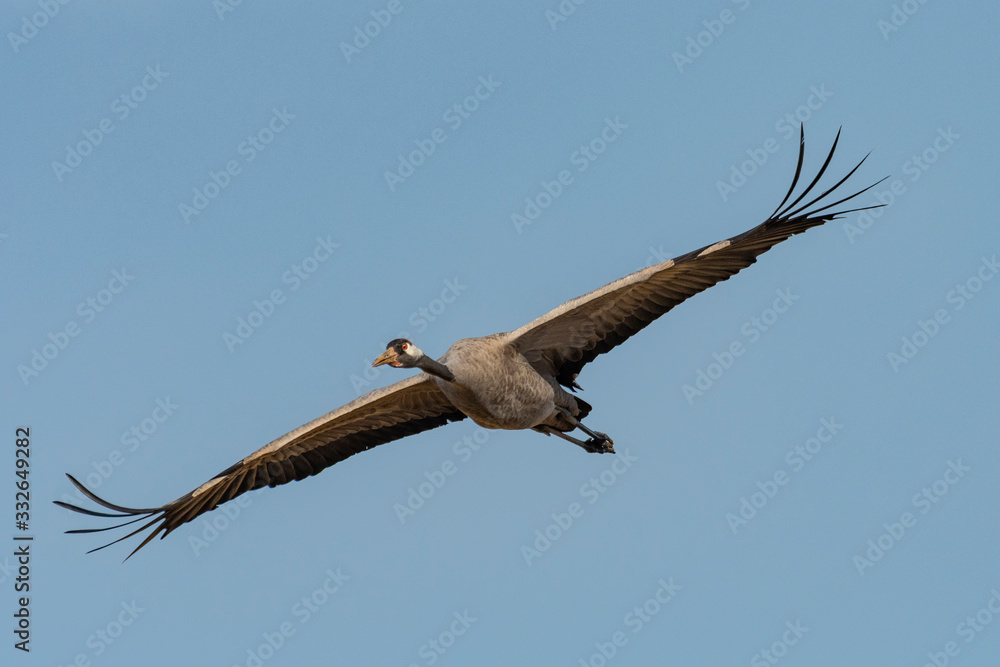 Fototapeta premium European Crane Flying