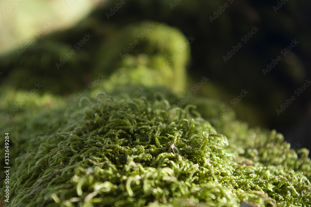 peat moss on a tree root, sphagnum close up peat moss on a tree root, sphagnum close up