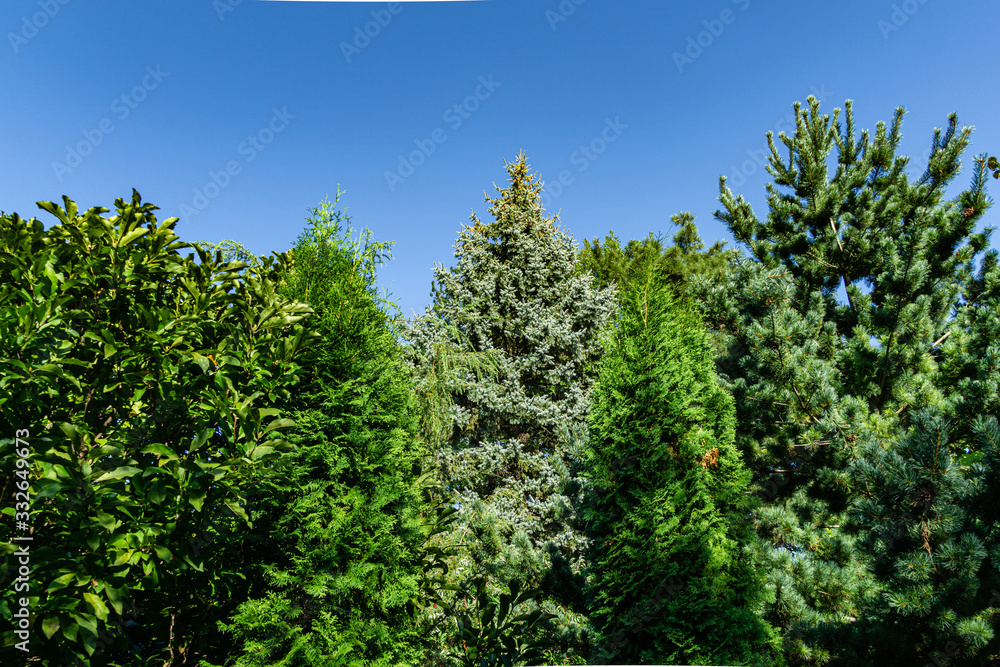 Fototapeta premium Huge blue Christmas tree grows in center among pines, firs and other evergreens against blue sky. Close-up. Christmas tree as decoration of landscaped garden. Nature concept for christmas design.