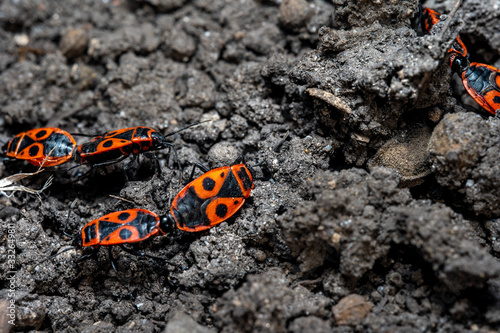 Pyrrhocoris apterus spring mating season