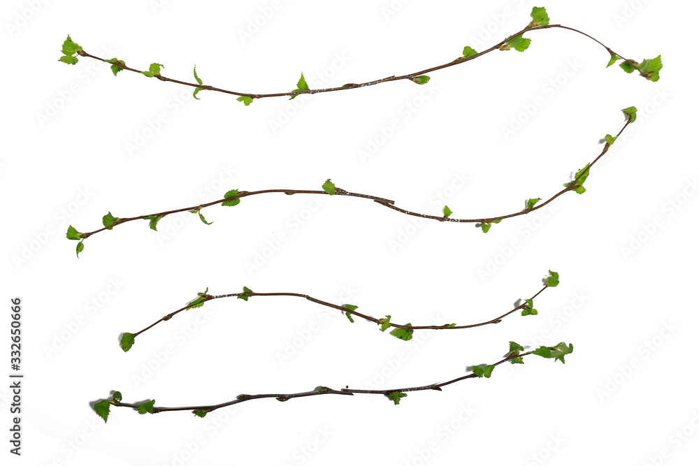 Obraz premium white background branches small leaves spring / isolated on white young branches with buds and leaves, spring frame