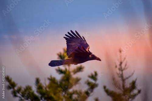 raven flying in the sunset