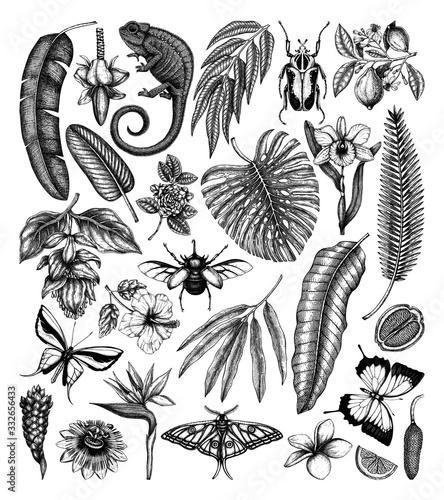 Tropical plants and animals vector collection. Hand drawn exotic flowers, citrus fruits, palm leaves, tropical insects and chameleon. 