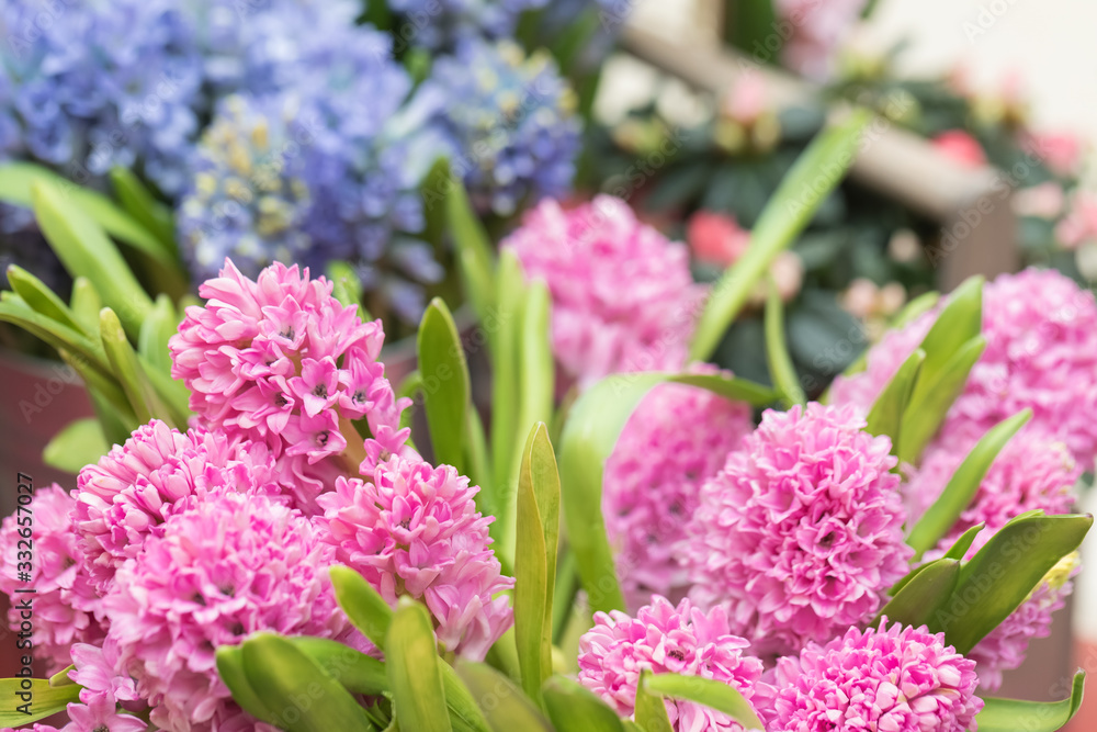 Obraz premium Flowering hyacinths on the florist shop window. Abundant flowering branches Flower business