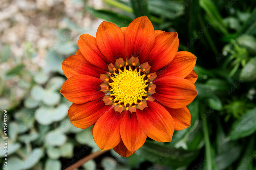 Orange Flower With Perfect Petals Orange Flower With Perfect Petals