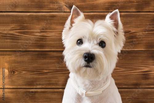 West highland white Terrier sits on a wooden background.