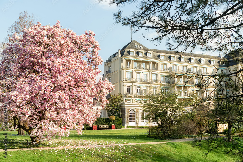 Magnolia blossom in Baden-Baden. Germany