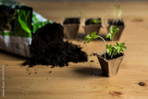 Seedling. Saplings and scattered soil.  Plants in peat pots. Planting seedlings of onions  bushels  ipomea in peat pots on a wooden background. Agriculture. Planting seedlings i