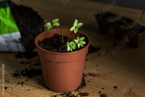 Seedling. Saplings and scattered soil.  Plants in peat pots. Planting seedlings of onions, bushels, ipomea in peat pots on a wooden background. Agriculture. Planting seedlings i