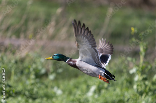 flying male duck