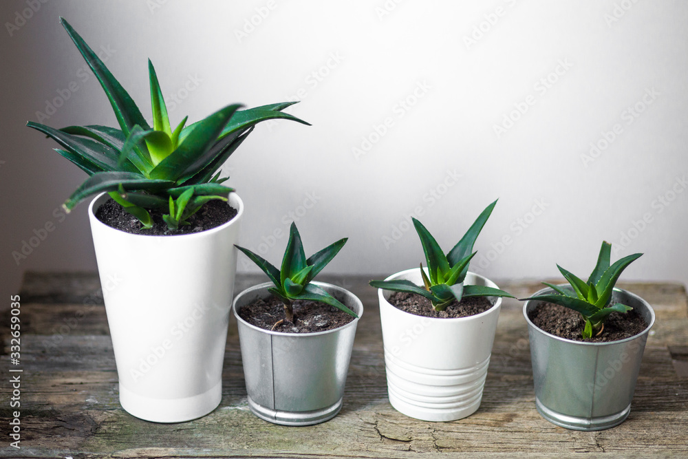 Aloe cactus in a white pot on a wooden table, top view Aloe cactus in a white pot on a wooden table, top view
