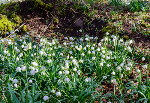 Frühlingsknotenblume im Wald