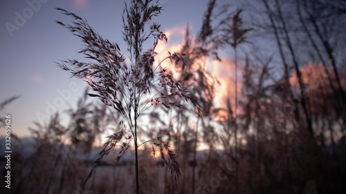 sunset atmosphere in the thickets of fluffy lake plants