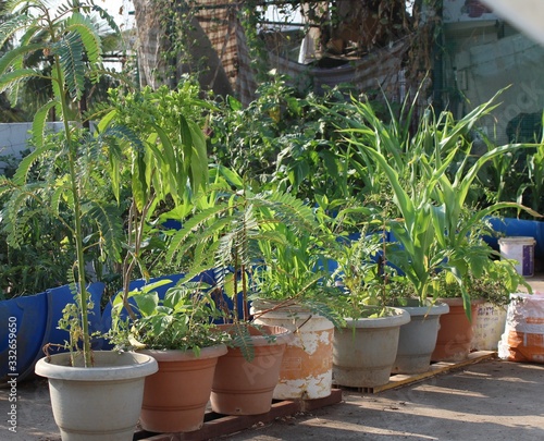 Using unwanted plastic containers to grow plants