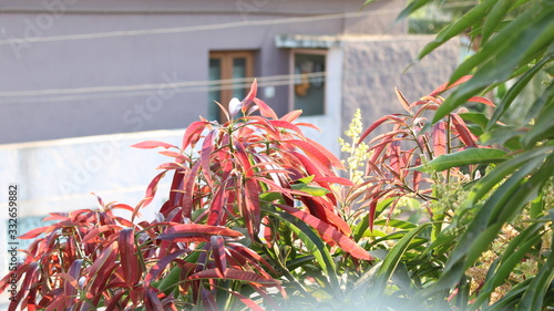 Tender leaves of a mango tree