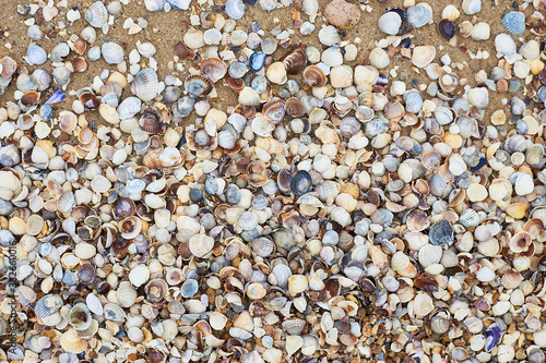 Seashells on the seashore, soft focus. Sea of Azov