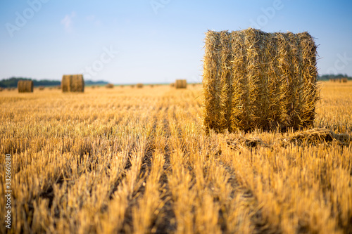 Hay bale. Agriculture field with sky. Rural nature in the farm land. Straw on the meadow. Wheat yellow golden harvest in summer. Countryside natural landscape. Grain crop  harvesting.