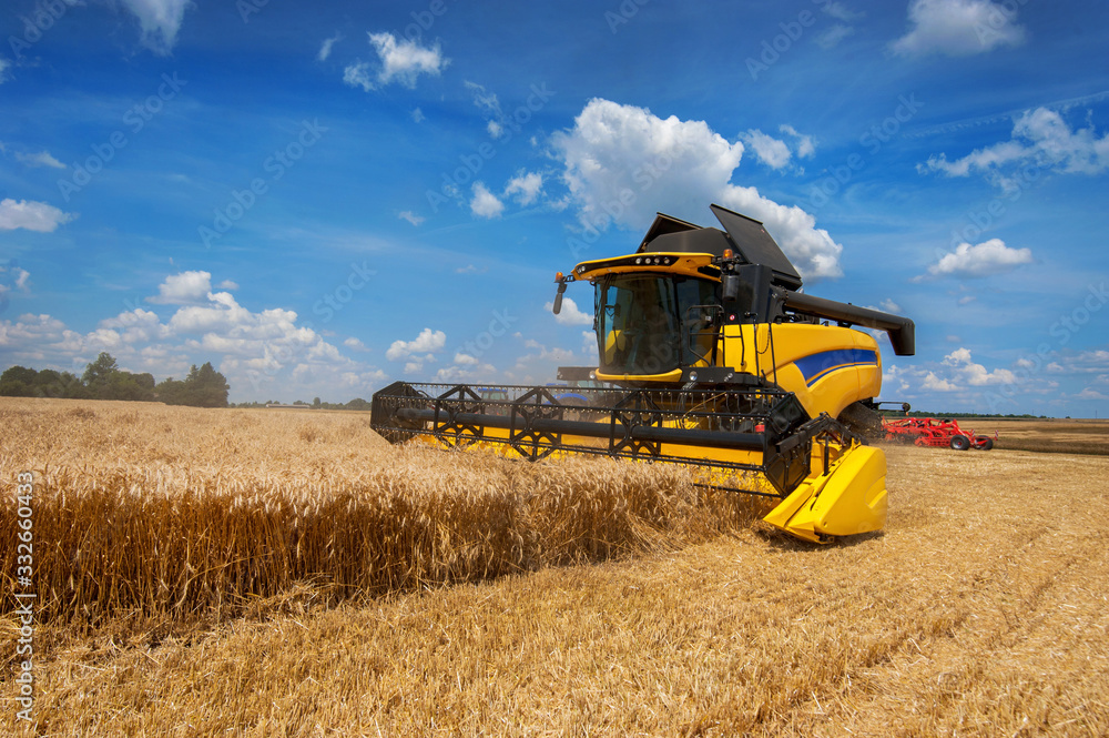 Fototapeta premium modern combine harvester in action. combine harvester harvesting cereals on wheat field with beautiful sky