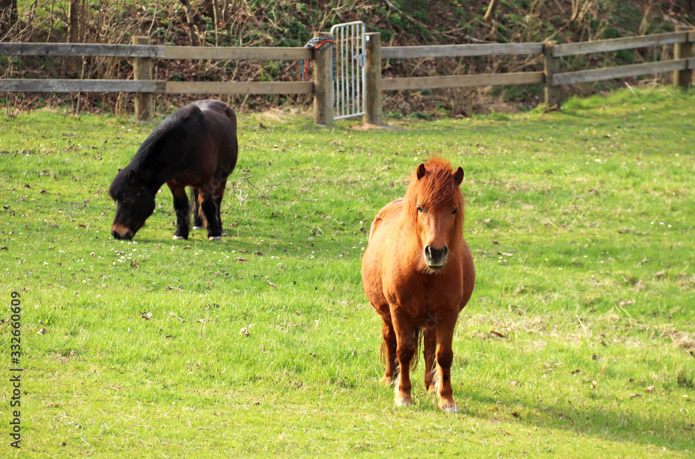 Fototapeta premium two ponys on a green springtime pasture