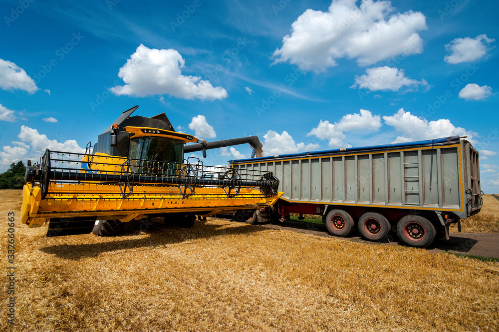 In the field, the harvester pours grain into the body of the truck, on wheat field with beautiful sky