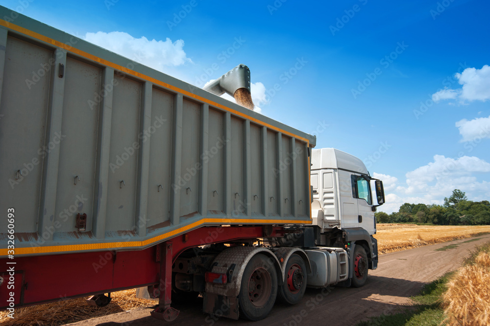 the harvester pours grain into the body of the truck