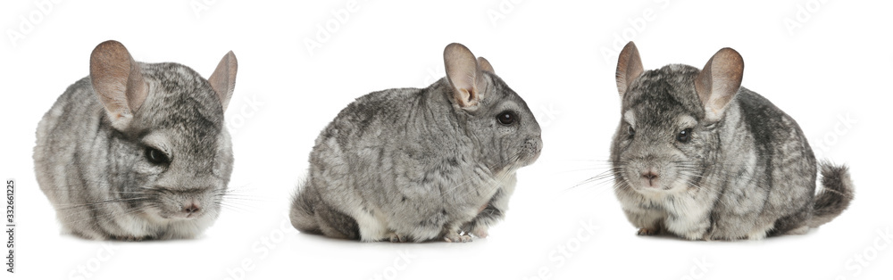 Obraz premium Collage with cute grey chinchillas on white background