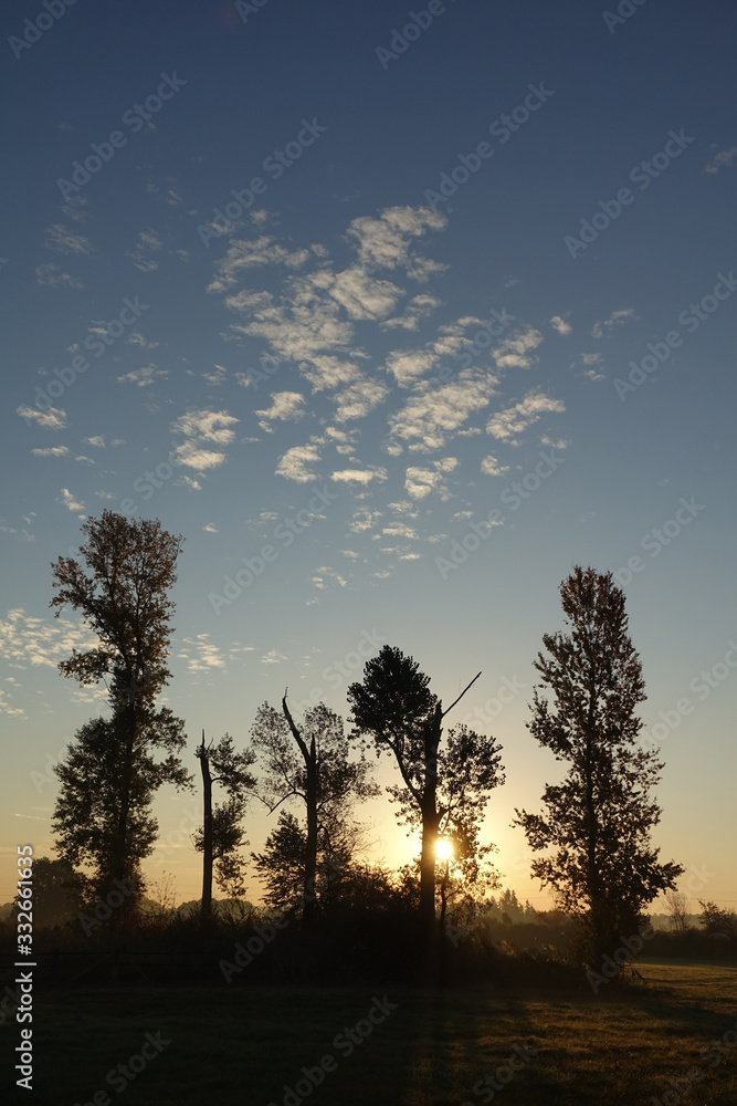 Bäume mit Abendhimmel Bäume mit Abendhimmel