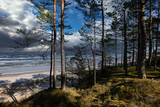 Baltic Sea Forest