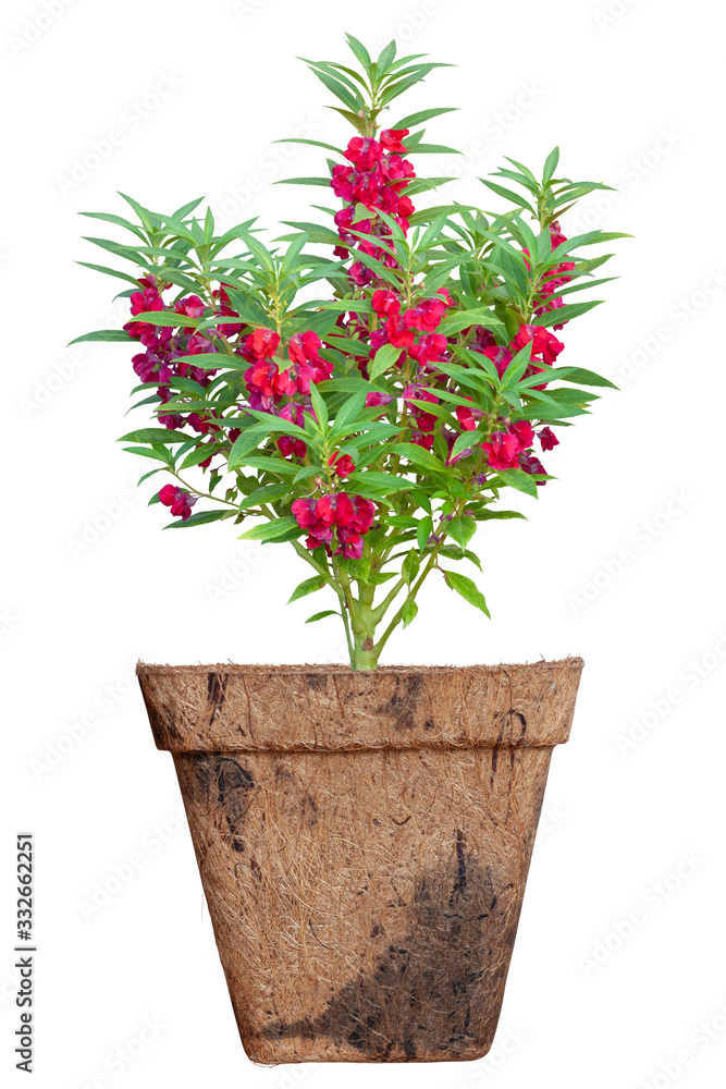 Pink Balsam, Impatiens balsamina or Touch Me Not  blooming in pot isolated on white background included clipping path.
