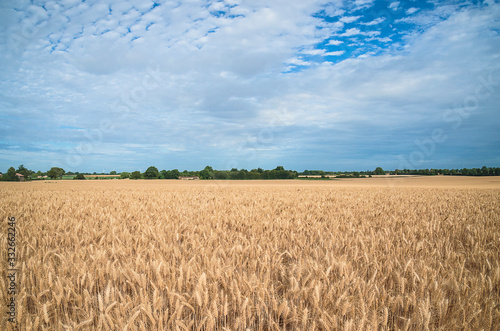 Beautiful landscape of agricultural field with ripe wheat on sunny day. Blue cloudy sky