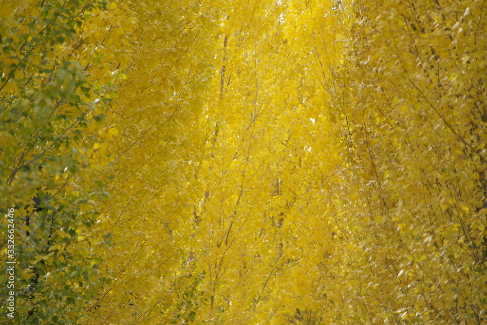 Golden autumn in Triathlon Park Astana (Nur-Sultan), Kazakhstan. Golden autumn in Triathlon Park Astana (Nur-Sultan), Kazakhstan.