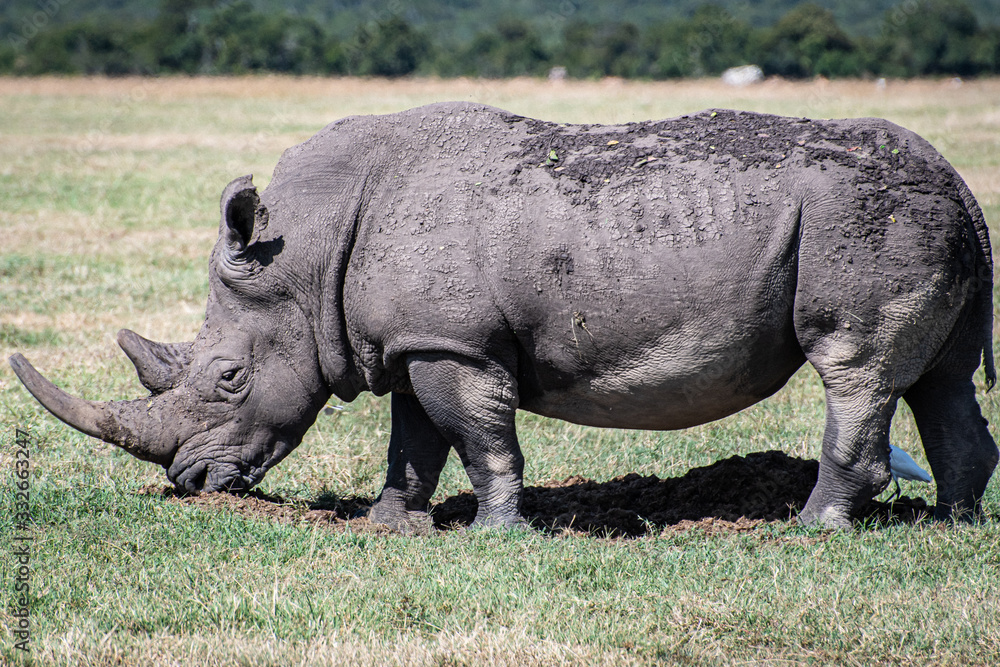 Fototapeta premium Rhino standing on African savannah