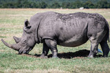 Rhino standing on African savannah 