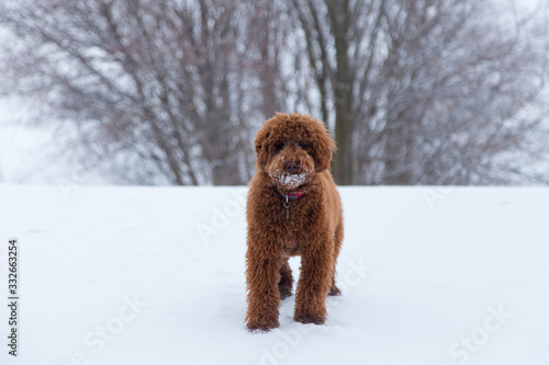 Low angle view of cute medium red poodle seen standing on snowbank with snow on its muzzle during a winter blue hour morning, Quebec City, Quebec, Canada