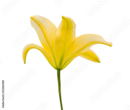 yellow lily flower isolated on white background