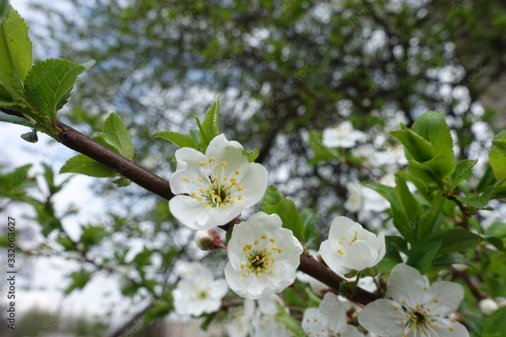 Almost opened white flowers of sour cherry tree in mid April Almost opened white flowers of sour cherry tree in mid April