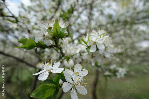 Bloom of sour cherry tree in mid April