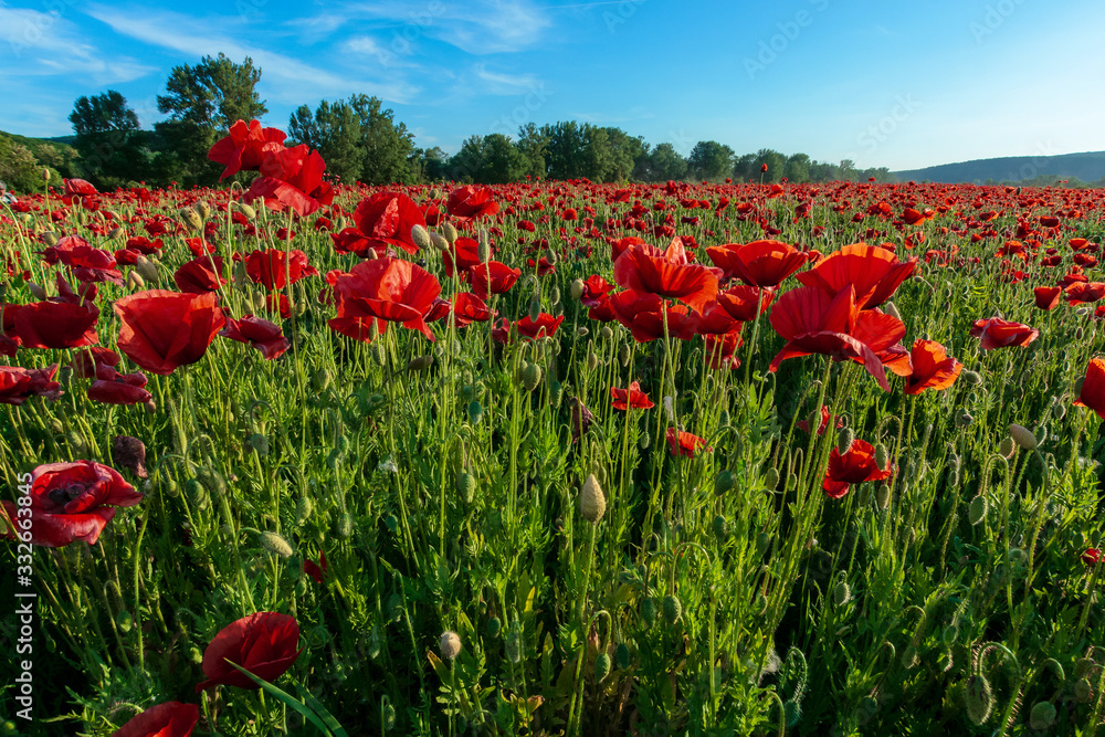 red poppy field at sunset. clouds on the blue sky. sunny weather
