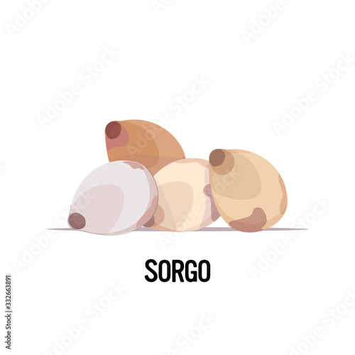 sorgo seeds organic healthy vegetarian food on white background vector illustration