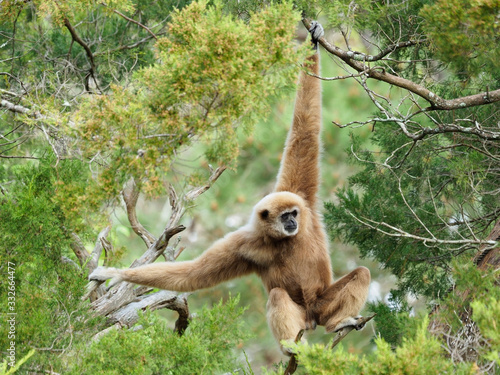 Photo Mature Male White Handed Gibbon Swinging Through the Trees