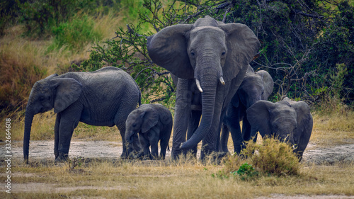 Grazing elephant family